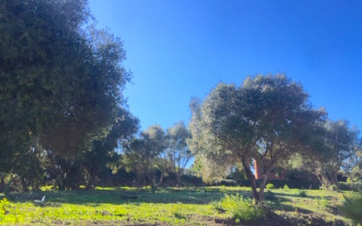 Plot for sale Sotogrande Alto Reference 327-00147P18